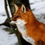 Red Fox™
